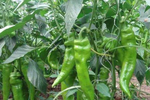 菜椒多久施肥一次，轻施苗肥、稳施花蕾肥、重施花果肥、早施返秧肥