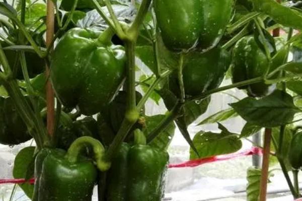 菜椒多久施肥一次，轻施苗肥、稳施花蕾肥、重施花果肥、早施返秧肥