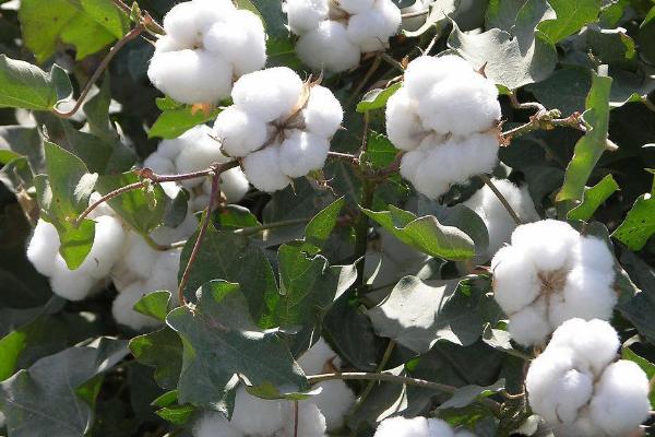 中植棉838棉花种子介绍，转抗虫基因中熟杂交品种