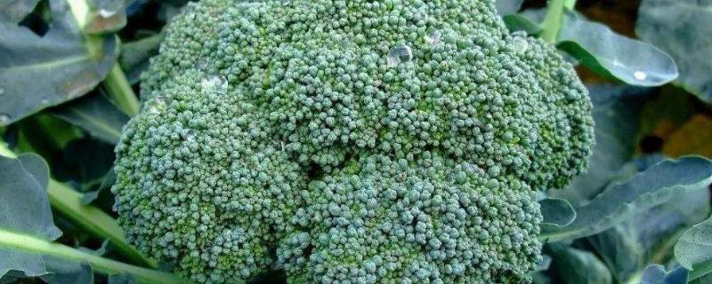 西兰花怎么种植，生长旺季要喷施叶面肥
