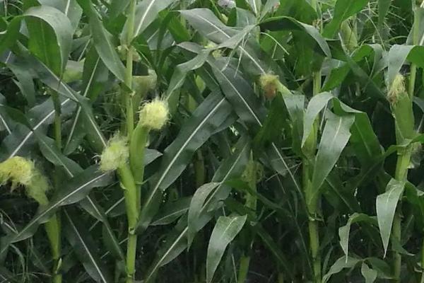 丰垦009玉米种子特征特性，高抗茎腐病(3.6%hr)