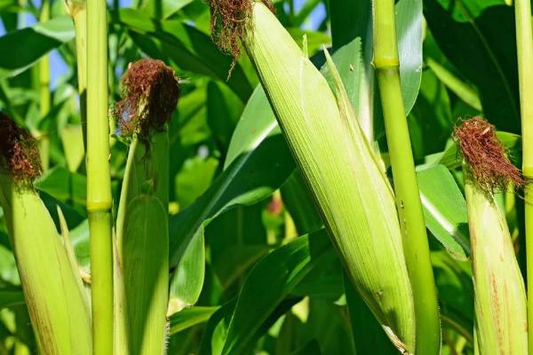 玉龙一号玉米品种的特性，高抗茎腐病(3.7%hr)