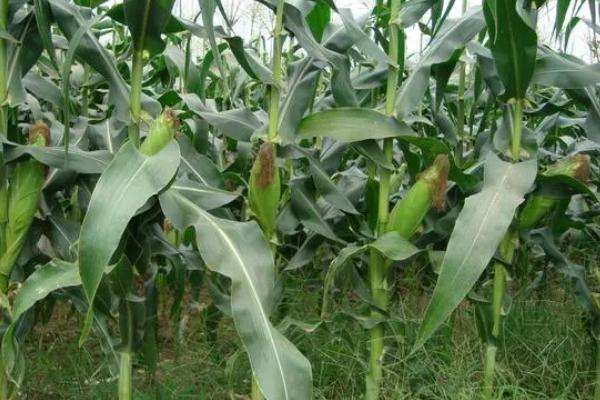 丰垦009玉米种子特征特性，高抗茎腐病(3.6%hr)
