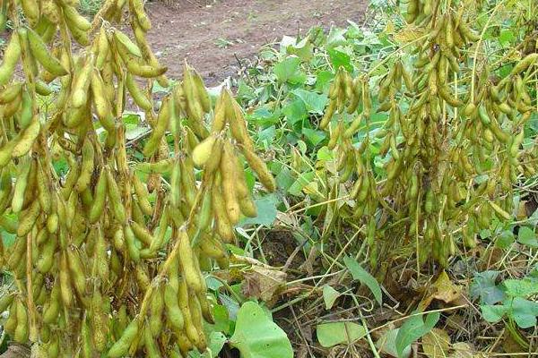 开豆16号大豆种子介绍，及时防治大豆蚜虫和食心虫