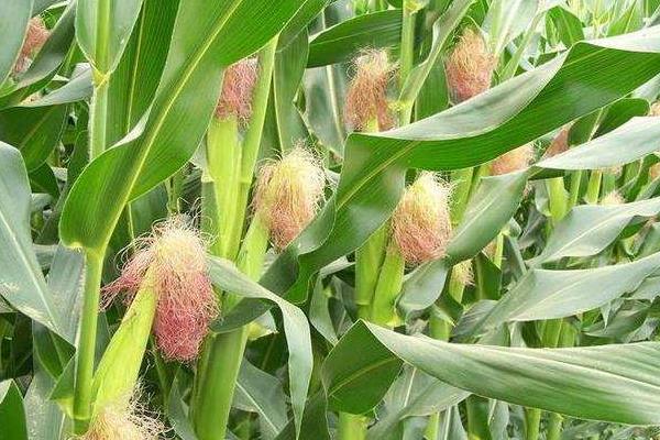 吉德89玉米种子介绍，中抗弯孢菌叶斑病