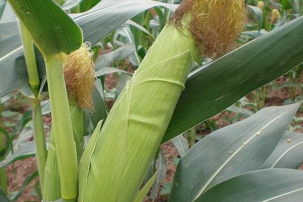 吉第57玉米种子特征特性，中抗弯孢菌叶斑病