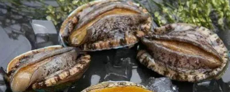 鲍鱼有没有毒，鲍鱼的内脏就是有毒的