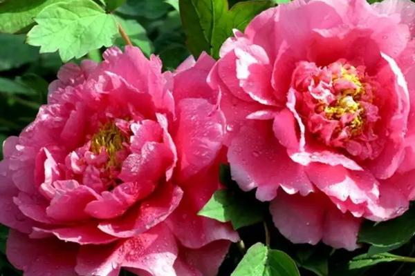 牡丹花有什么特点，体型较大且颜色较多