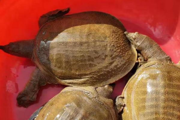 水鱼吃什么食物，可喂食蛤蜊、小虾、蝌蚪等