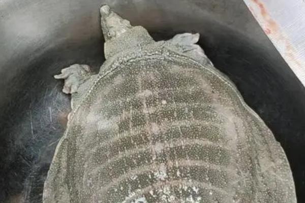 水鱼吃什么食物，可喂食蛤蜊、小虾、蝌蚪等