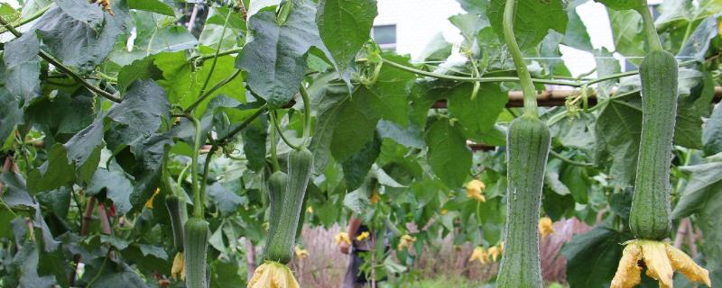 秋冬丝瓜定植后的管理方法，喷施新高脂膜可缩短缓苗期