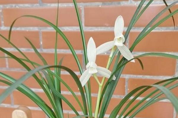 莲瓣兰有几种，常见的有滇梅、奇花素、心心相印等