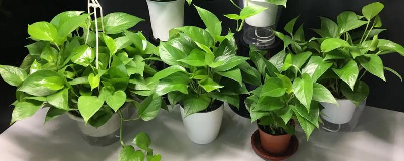 绿萝需要哪些肥料，以氮肥、钾肥、自制肥为宜