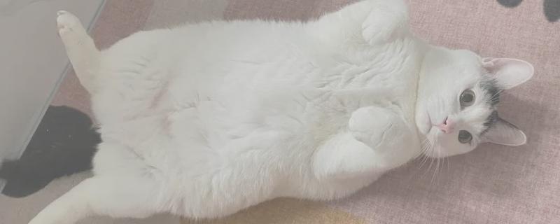 怎样给胖猫减肥，可减少摄入量、选用减肥猫粮等
