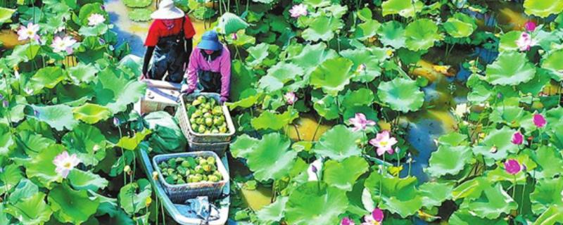 采莲在哪个季节，通常是在夏季进行