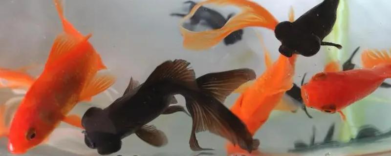 鱼缸金鱼怎么养，需要提供一个充足空间