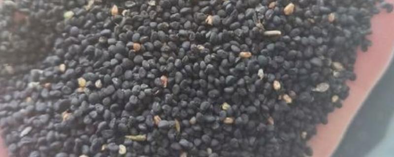 黄芩种子的播种方法，播种前种子先用温水浸泡5-6小时