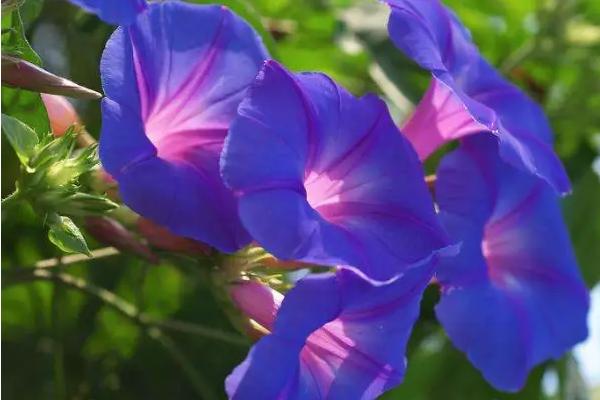 变色花的种类，包括牵牛花、绣球花等品种
