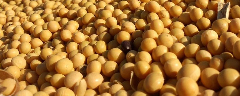 中科毛豆1号大豆种子特点，5月上中旬播种