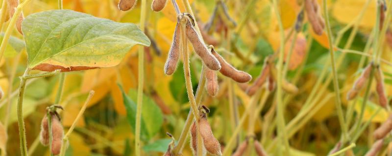 瑞豆1号大豆种子特点，每亩0.9万–1.1万株