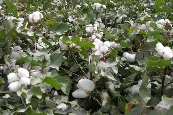sGK锦科10棉花品种简介，生育期122天