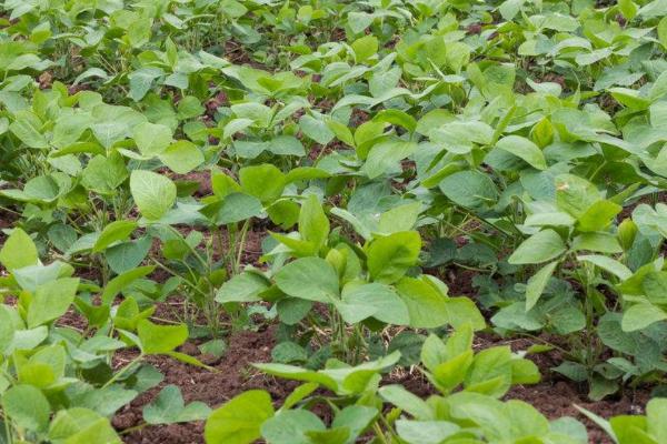 濮豆206大豆种子简介，密度1.25万株/亩左右