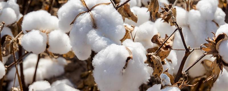 金杂1号棉花种子特点，每亩定植1200株左右