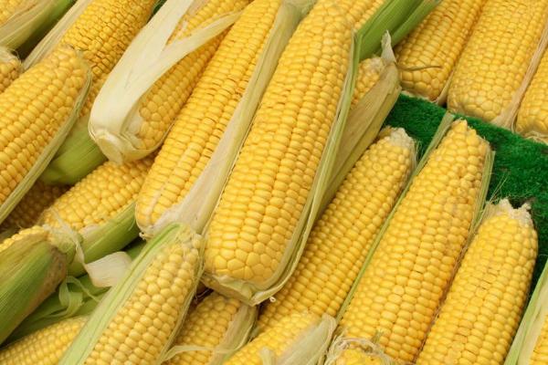 银蝶糯106玉米品种简介，抗病虫接种鉴定中抗大斑病