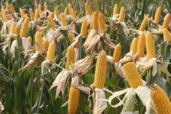 裕单99玉米种子介绍，亩植密度3000株左右