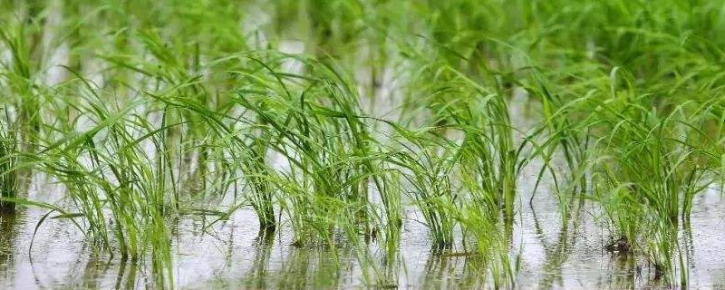 冈香828水稻品种简介，注意防治稻瘟病.