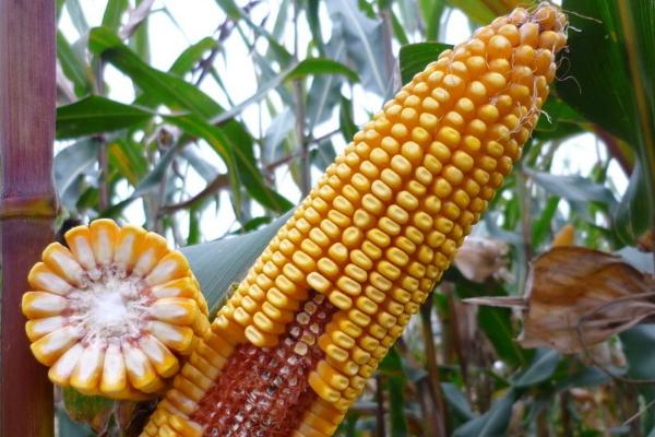 珍禾玉1号玉米品种简介，亩植密度2800-3000株