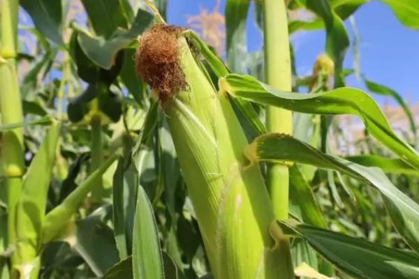 珍禾玉1号玉米品种简介，亩植密度2800-3000株