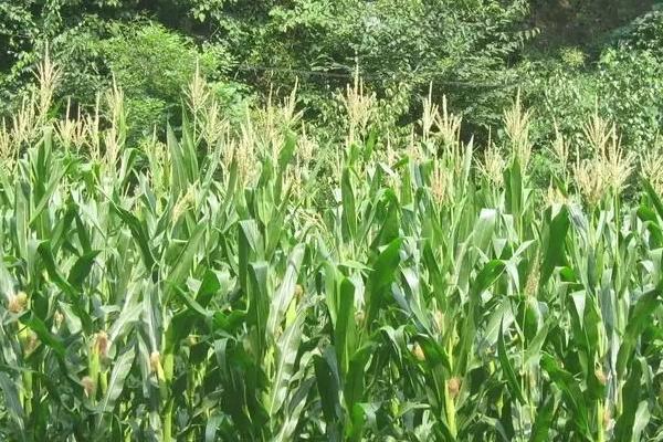 陕单226玉米品种简介，生育期100天左右