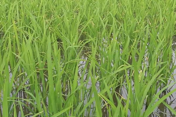 新稻38号水稻品种简介，全生育期应以浅水灌溉为主
