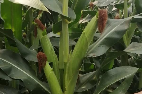 登海3721玉米品种的特性，高抗茎基腐病和红叶病