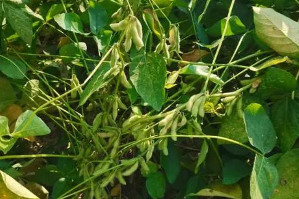 濉科998大豆种子特征特性，每亩种植密度高肥力地块2万株