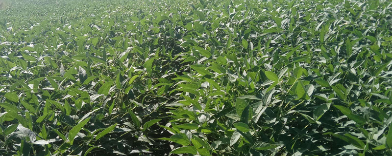 濉科998大豆种子特征特性，每亩种植密度高肥力地块2万株