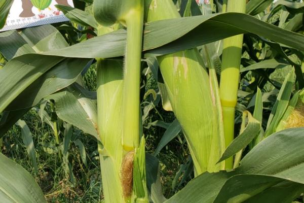 大民707玉米种子特征特性，中抗弯孢菌叶斑病（5MR）