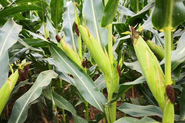 赤糯二号玉米种子特点，中抗弯孢菌叶斑病(5MR)