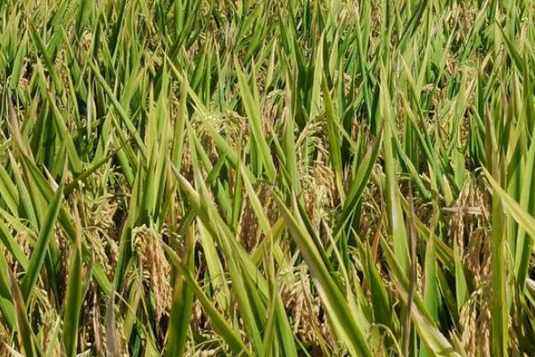 北稻5号水稻品种简介，4月10～20日播种
