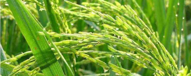 苗香粳1号水稻种子介绍，4月10～20日播种