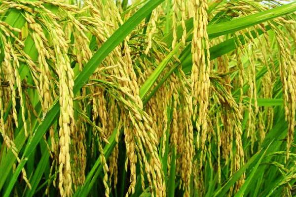 稼禾1号水稻种子特征特性，4月10～20日播种