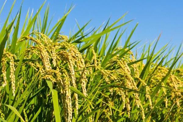 稼禾1号水稻种子特征特性，4月10～20日播种