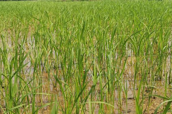 北稻5号水稻品种简介，4月10～20日播种