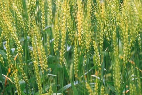 镇麦9号小麦种子介绍，每亩有效穗30.3万穗