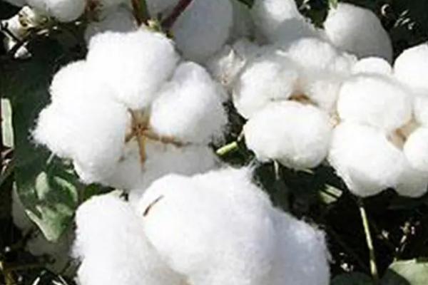 淮杂5号棉花品种简介，生育期124天左右