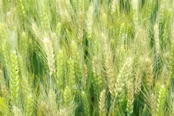镇麦9号小麦种子介绍，每亩有效穗30.3万穗
