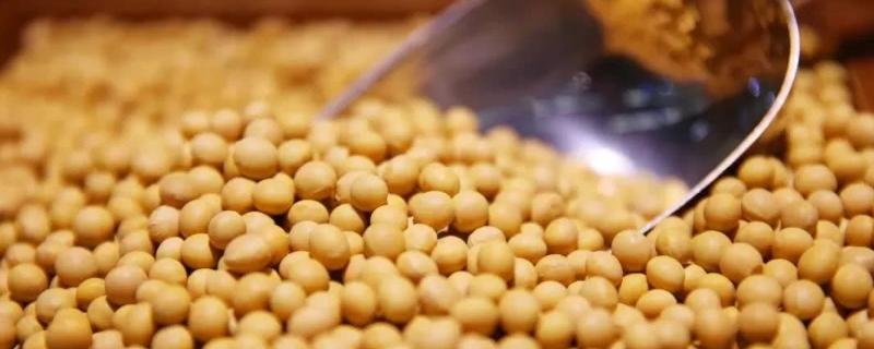 皖宿01-15大豆种子特点，全生育期103天左右