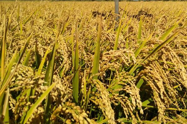 连优3301水稻品种简介，每亩有效穗数18.0万