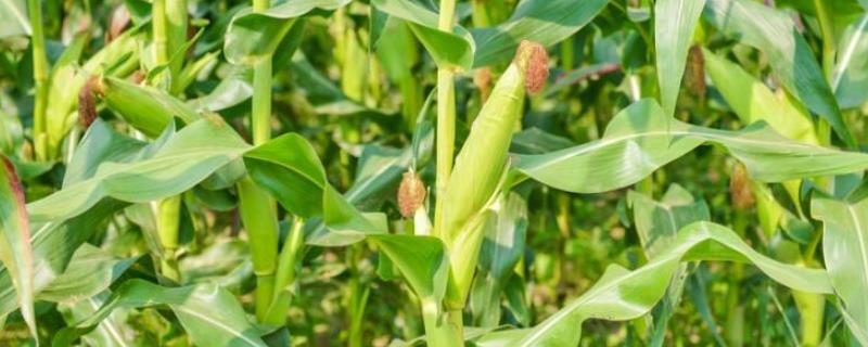 青农8号玉米种子简介，中抗弯孢菌叶斑病